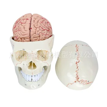 1:1 Dzīves Izmēra Cilvēka Anatomijas Galvaskauss ar 8 daļās Smadzeņu Modelis Skeletu Galvas Studē Mācību Rotaļlietas Piederumi