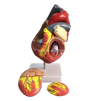 1:1Human Sirds Anatomija Modelis Iekšas Medicīnas Orgānu Modelis Emulational Medicīnas Zinātnes Mācību materiāli