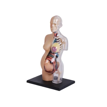 8 collu 4D Redzējumu Puse Caurspīdīga Grūtniecības Rumpja Cilvēka Anatomija Modeļa Medicīnisko Iekšējo Orgānu Mācību